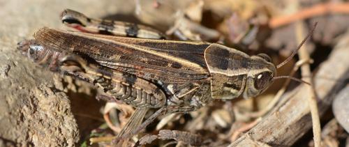 Réf. 295 852 : Calliptamus sp.